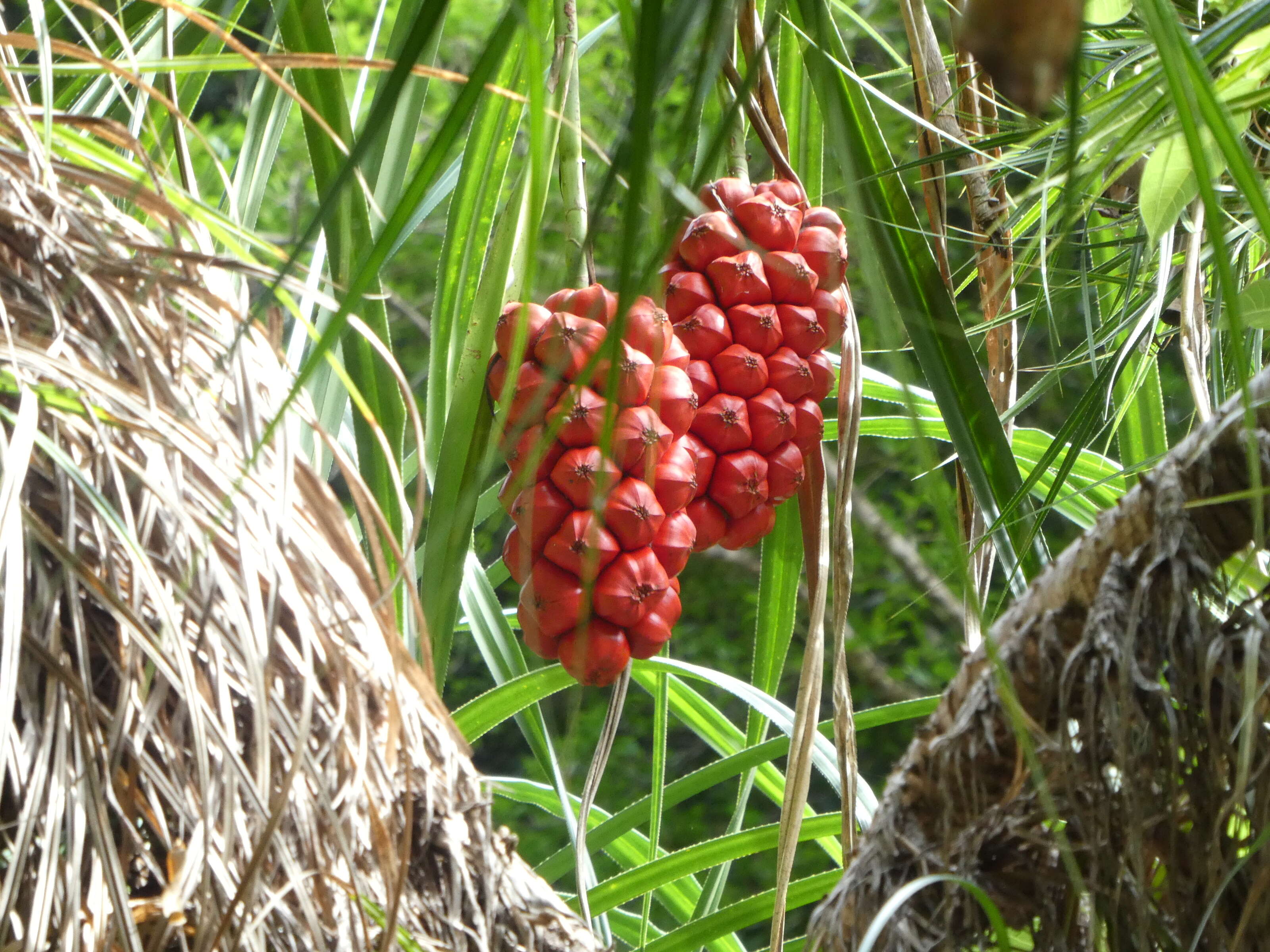 Image of Pandanus gemmifer