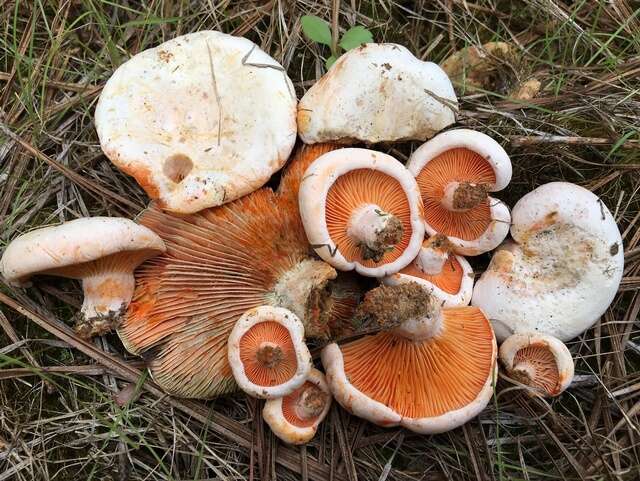 Слика од Lactarius salmoneus Peck 1898