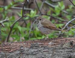 Image of Hermit Thrush