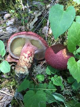 Image of Clinton’s boletus