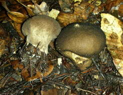 Image of Lycoperdon umbrinum Pers. 1801