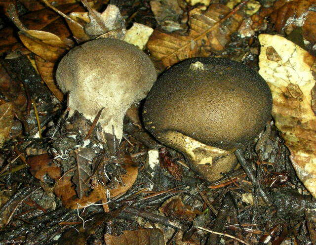 Image de Lycoperdon umbrinum Pers. 1801