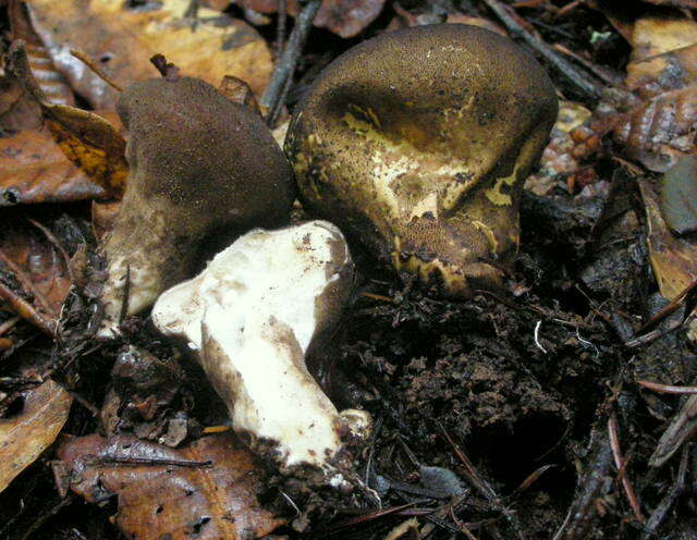 Image of Lycoperdon umbrinum Pers. 1801