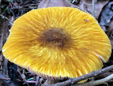 Image of Pluteus flavofuligineus G. F. Atk. 1902