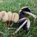 Coprinellus saccharinus (Romagn.) P. Roux, Guy García & Dumas 2006的圖片