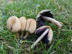 Coprinellus saccharinus (Romagn.) P. Roux, Guy García & Dumas 2006的圖片