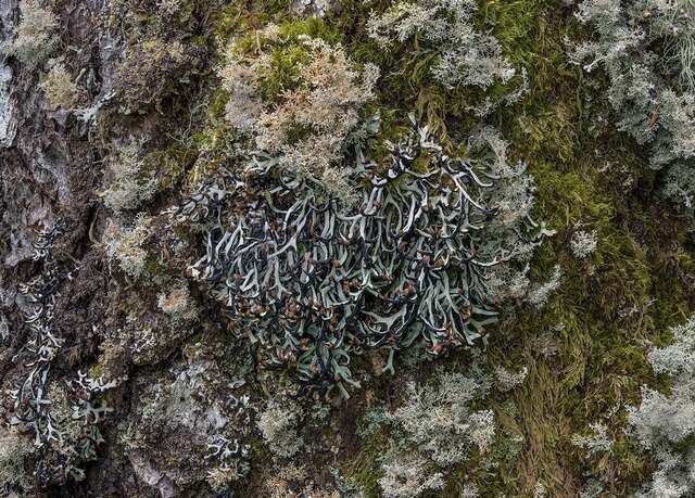 Image of duplicate tube lichen