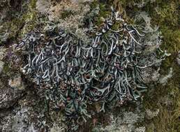 Image of duplicate tube lichen