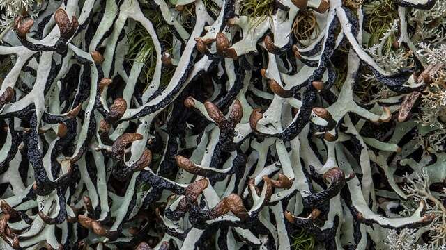 Image of duplicate tube lichen