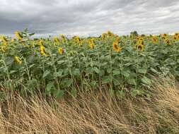 Image of common sunflower