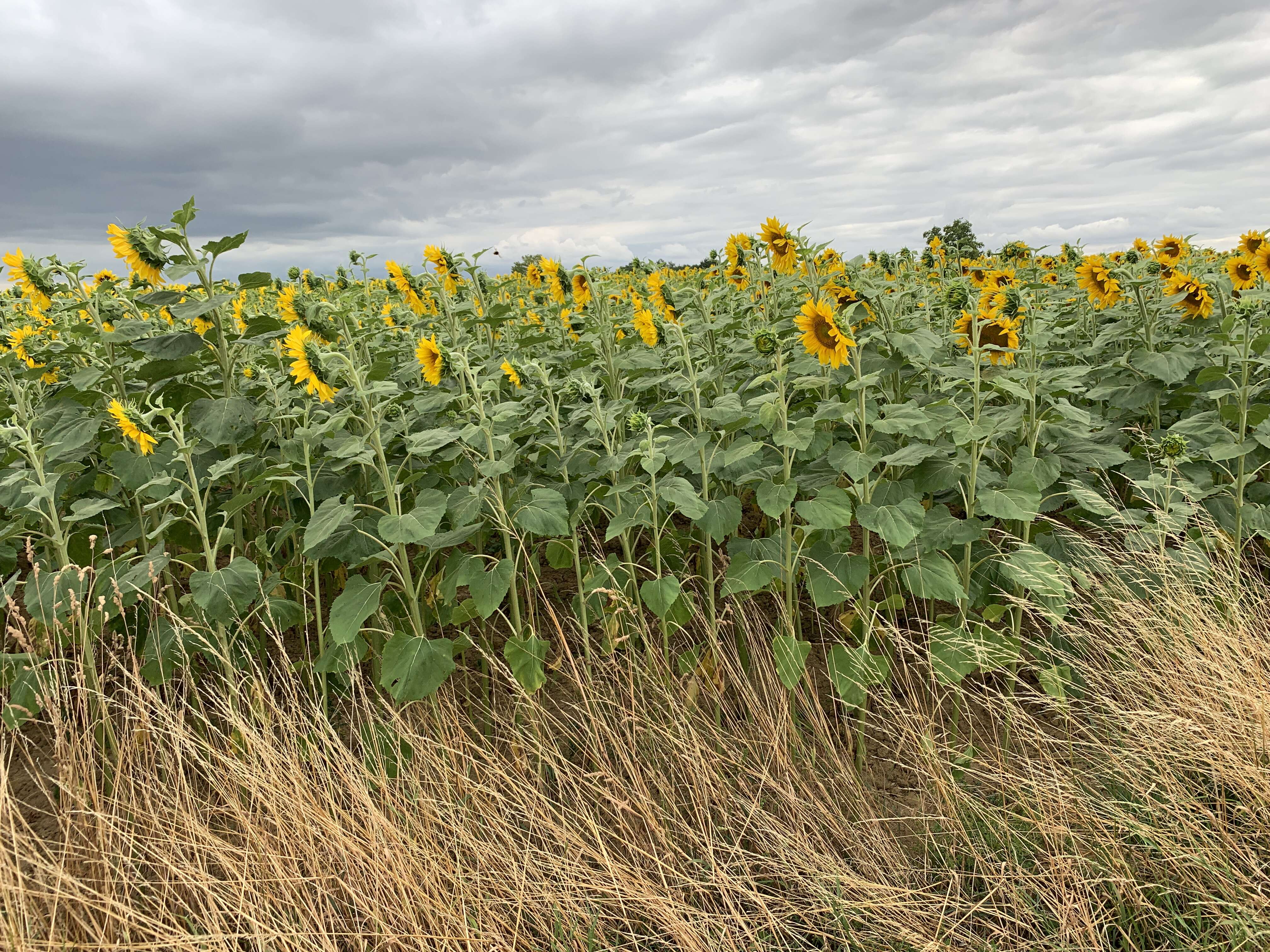 Image of common sunflower