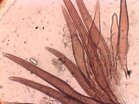 Image of Scutellinia nigrohirtula (Svrček) Le Gal 1964