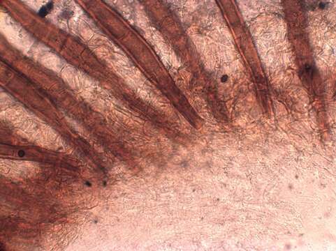 Imagem de Scutellinia nigrohirtula (Svrček) Le Gal 1964