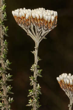 Image of Common Flowerbush