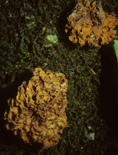 Image of Gomphaceae