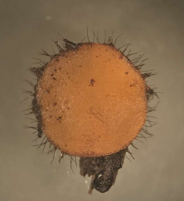 Image of Scutellinia (Cooke) Lambotte