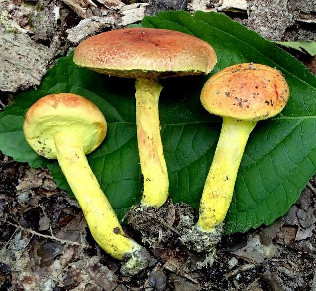 Image of Pulveroboletus