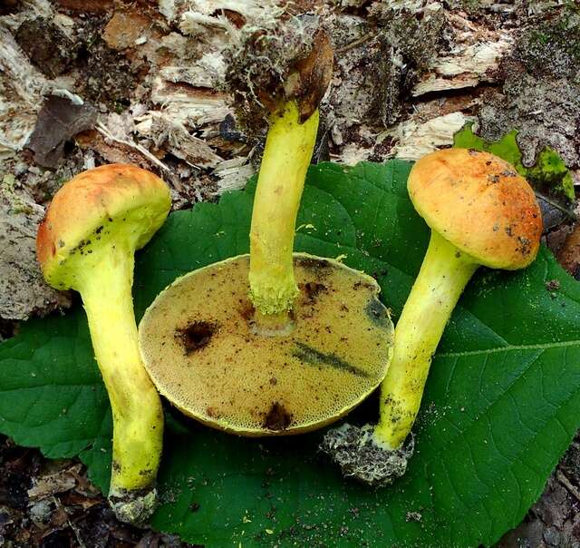 Image of Pulveroboletus