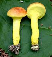 Image of Pulveroboletus