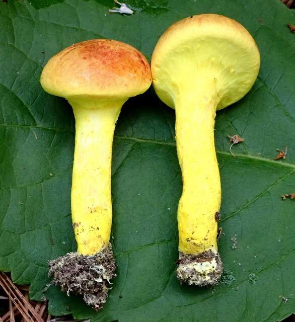 粉末牛肝菌属的图像