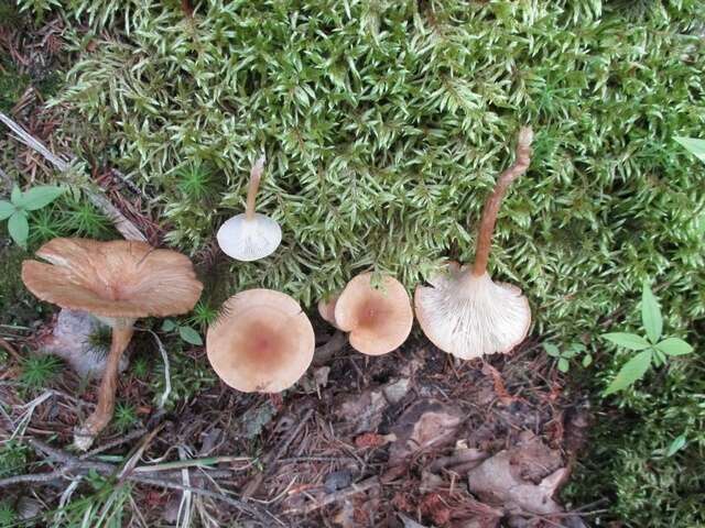 Image of Clitocybe squamulosa (Pers.) P. Kumm. 1871