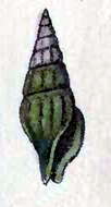 Image of Pseudomelatoma moesta (Carpenter 1864)