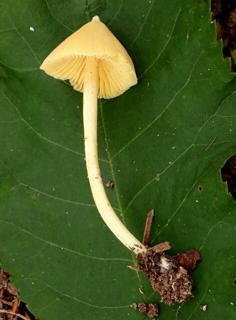 Image of Entoloma murrayi (Berk. & M. A. Curtis) Sacc. 1899