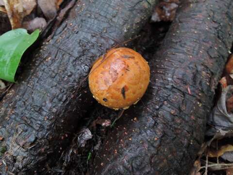 Hemistropharia resmi