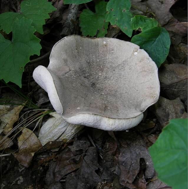 Слика од Retiboletus