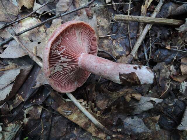 Image of <i>Lactarius subpurpureus</i>