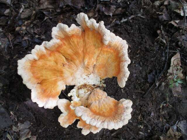 Image of Laetiporus