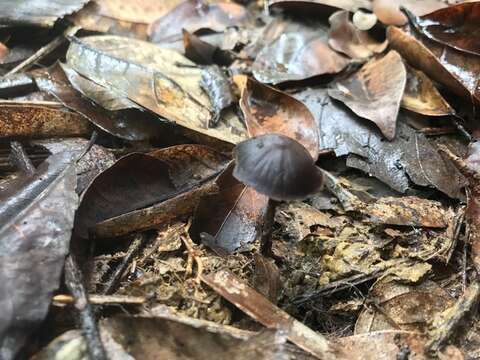 Psilocybe banderillensis Guzmán 1978 resmi