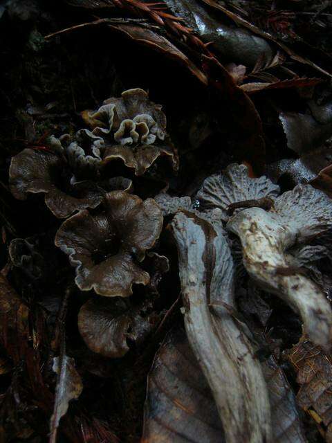 Image of Craterellus atrocinereus D. Arora & J. L. Frank 2015