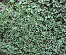 Слика од Cladonia ochrochlora Flörke