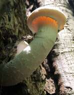 Image of Pleurotus