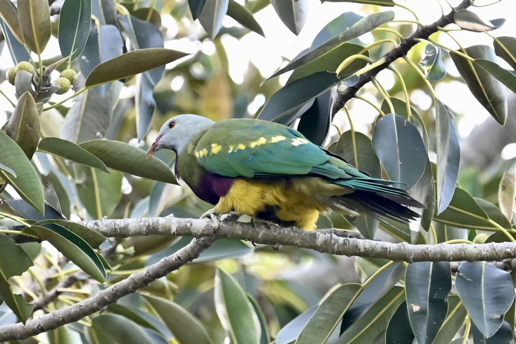 Image of Wompoo Fruit Dove