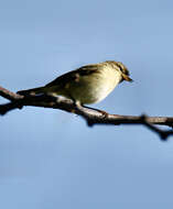 Image of Willow Warbler