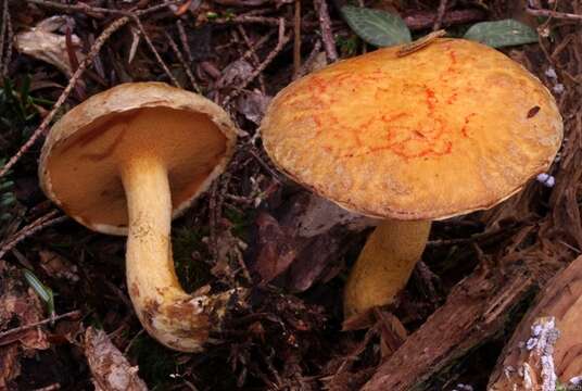 Image of Suillus subaureus (Peck) Snell 1944