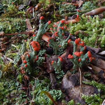 Image of cup lichen