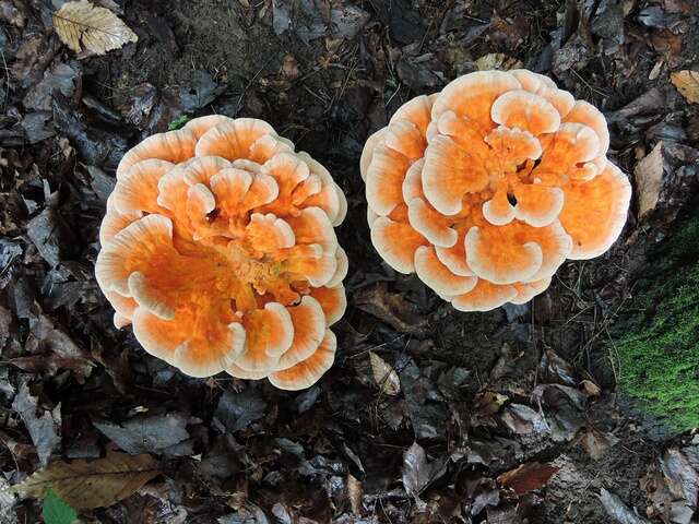 Image of Laetiporus