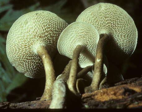 Image de Lentinus arcularius (Batsch) Zmitr. 2010