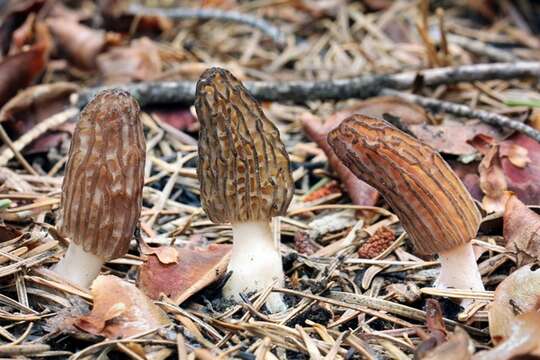 Image of Morchella sextelata M. Kuo 2012