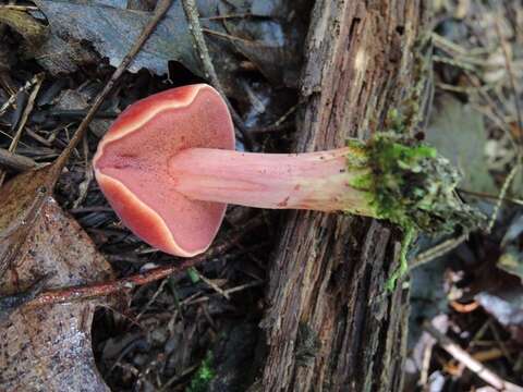 Image of Chalciporus