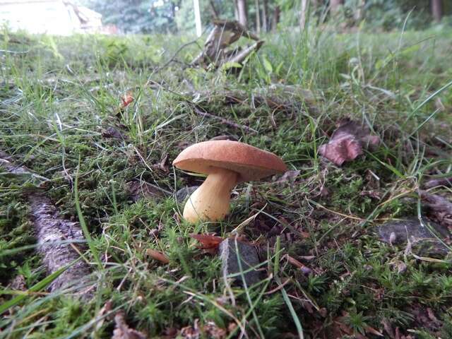 Image of Aureoboletus