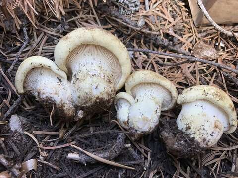 Image of Cantharocybe