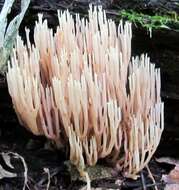 Image of Ramaria