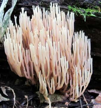 Слика од Ramaria