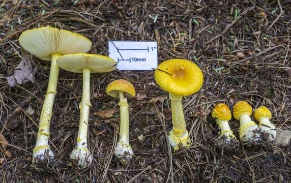 Image of Frost's amanita