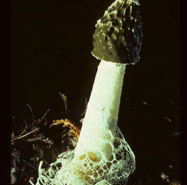 Image of Phallomycetidae