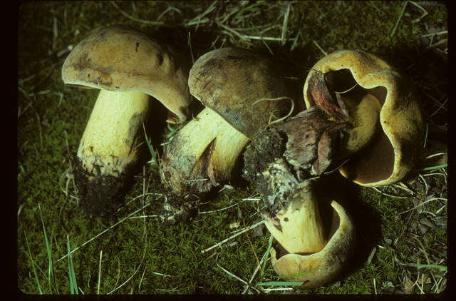 Image of Boletus subgraveolens A. H. Sm. & Thiers 1971